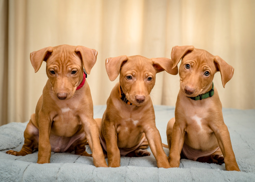 Cirneco Dell'Etna puppies sitting on dog bed