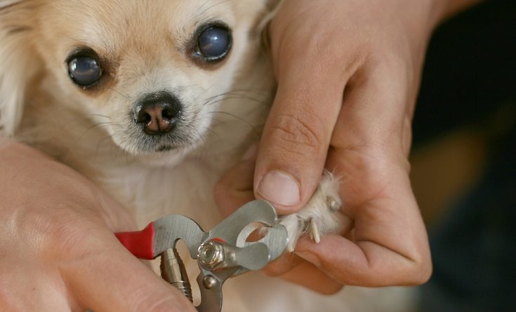 cutting dog`s nails