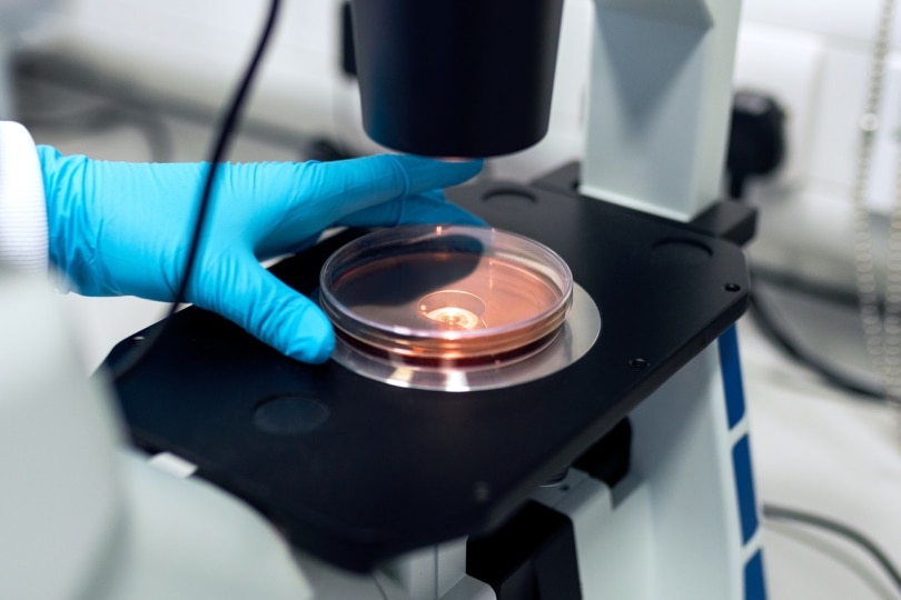 Cloning experiment procedure