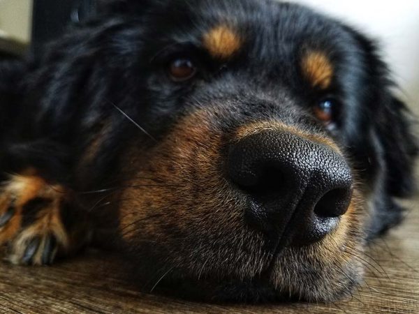 Close Shot of Long Haired Rottweiler