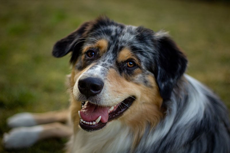 Close up Australian Shepherd