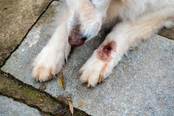 Close-up and selective focus of paw of white German Shephardinfected with botfly