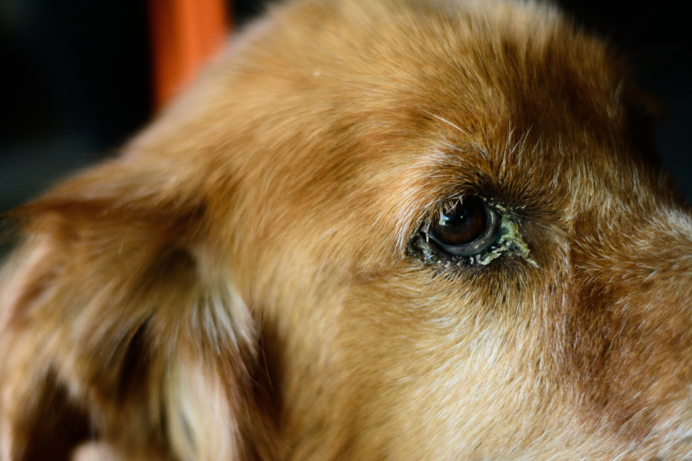 Close up dog with eye infection and a lot of eye booger