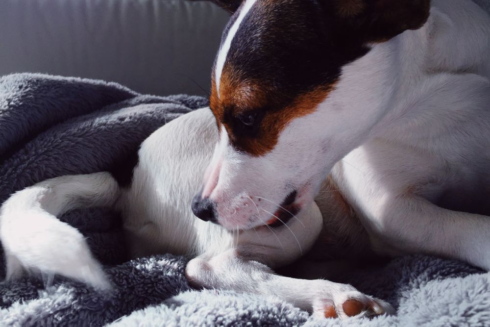 Close up of Jack Russell Terrier dog licking her hind leg