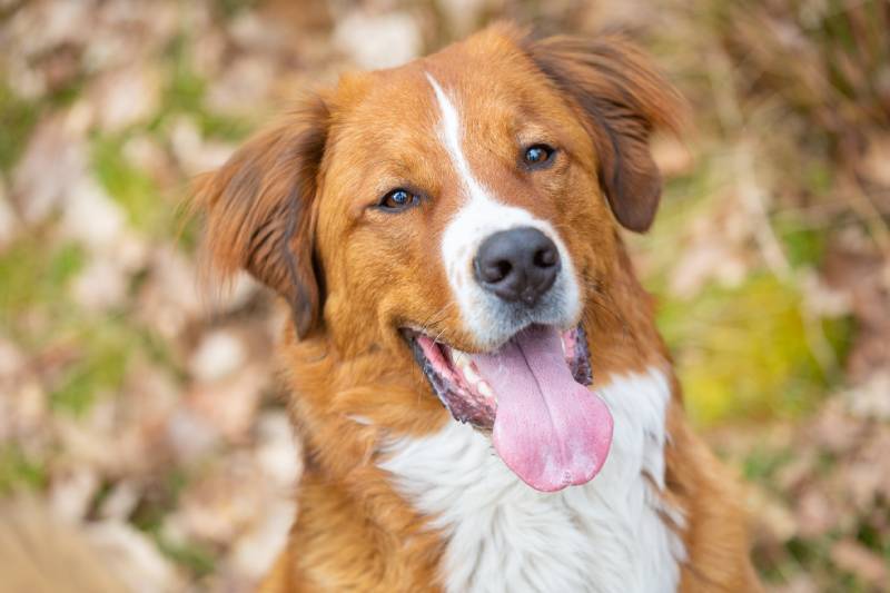 Close up of a Labernard dog head outdoors looking up at the camera with it's tongue sticking out