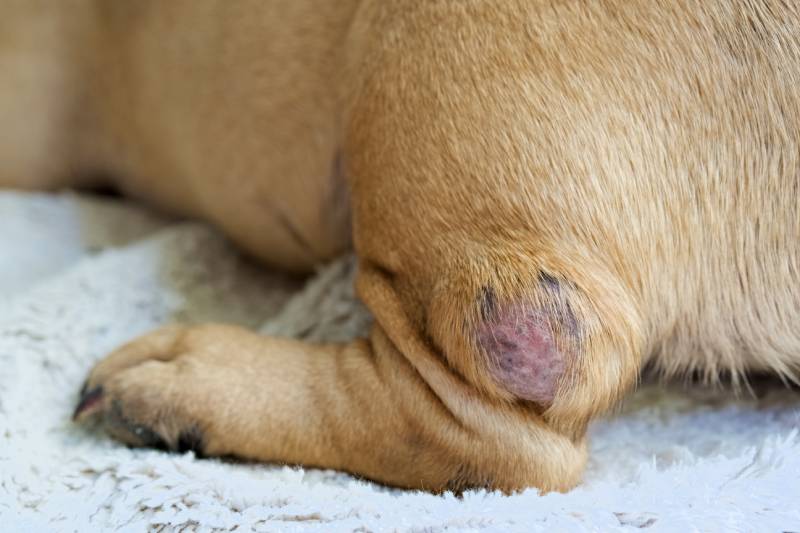 Close up of a tumor on dog's leg