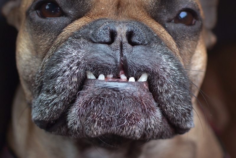 Close up of dental condition with overbite and missing teeth of a flat nosed French Bulldog dog