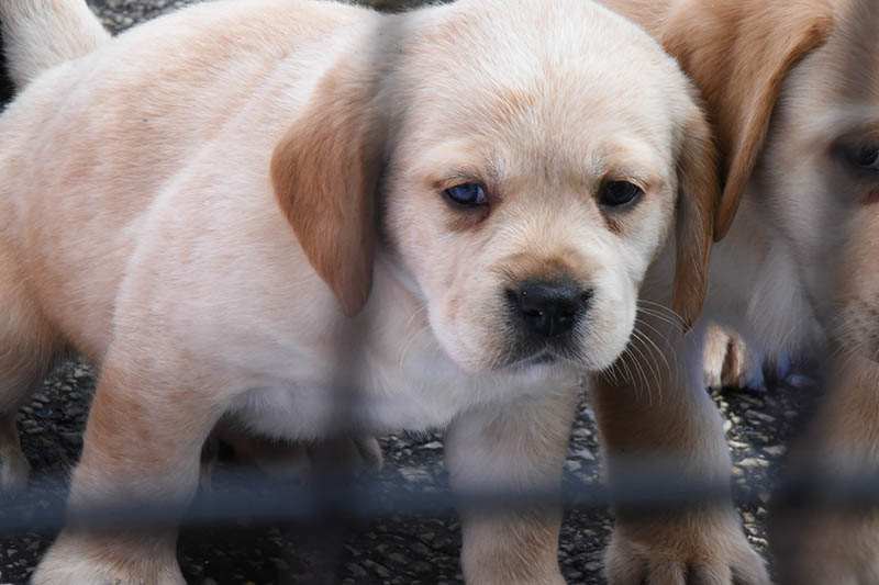 Close up of standing Cavador puppy sticking his head through the fence