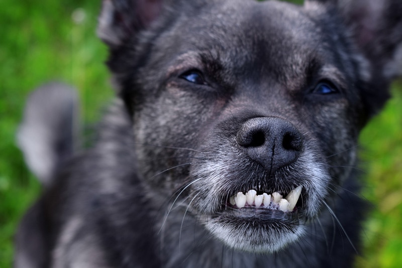 Close up of the misaligned teeth of the small mixed-breed dog with an underbite