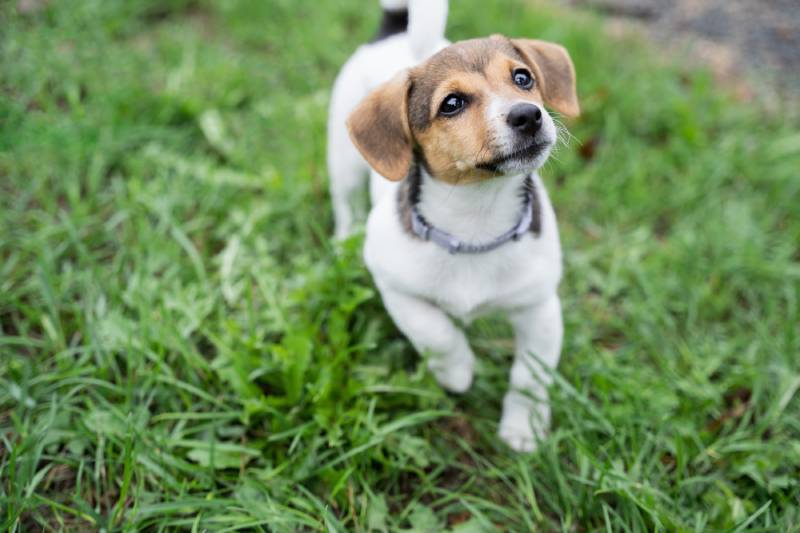 Close up portrait of an adorable little jack russel terrier puppy on a grass in a park