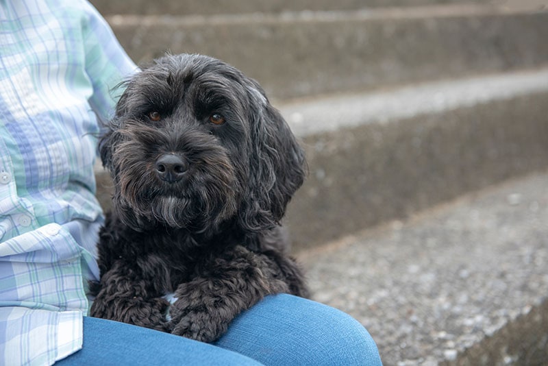 Close up portrait of beautiful black cockapoo
