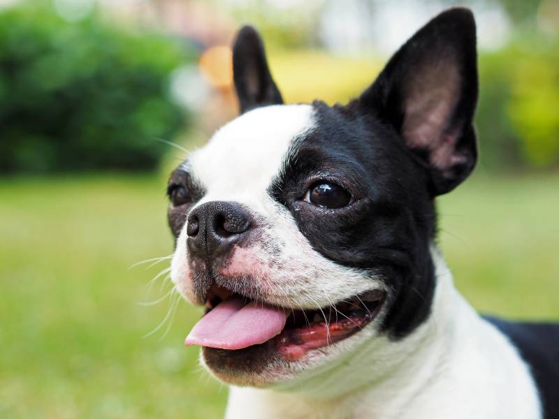 Closed up smiling Boston Terrier showing her tongue and bending ears in backyard under natural light