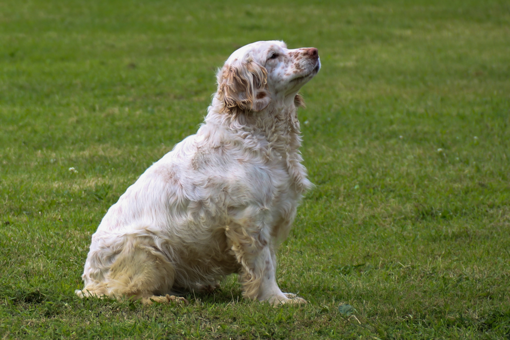 Clumber Spaniel dog waiting in a field training