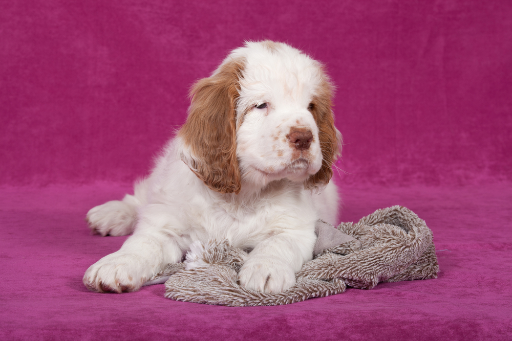 Cute funny Clumber Spaniel puppy