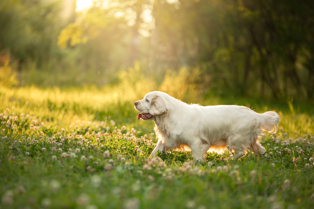 dog in the park at sunset. Clumber spaniel in nature in the grass in summer