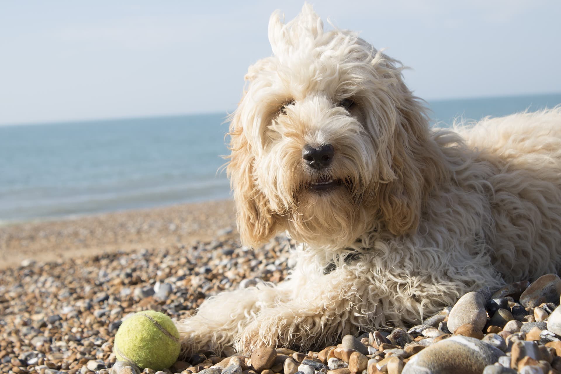 Cockapoo Exercise