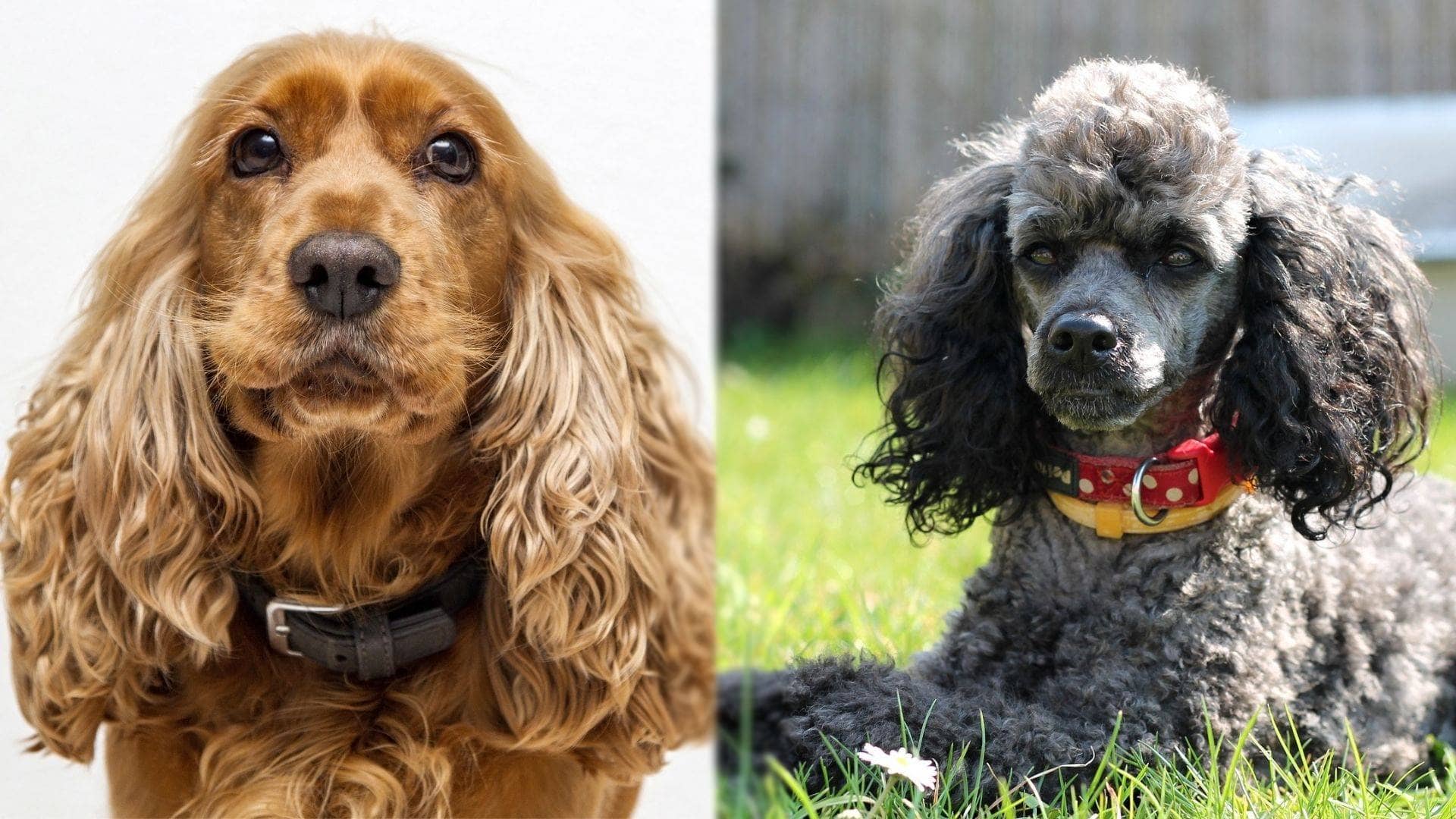 Cockapoo Parents-Pixabay