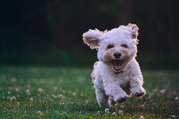 Cockapoo running on grass