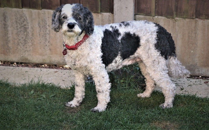 Cockapoo