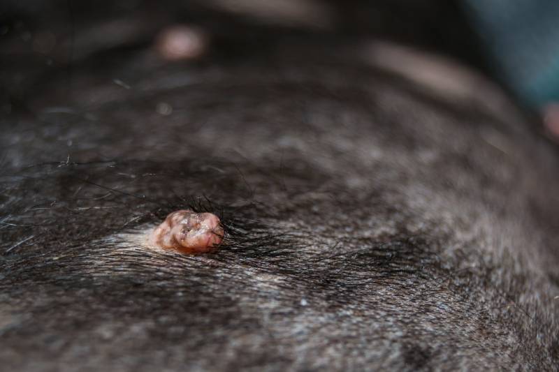 Cocker Spaniel Dog Breed with papilloma virus infection