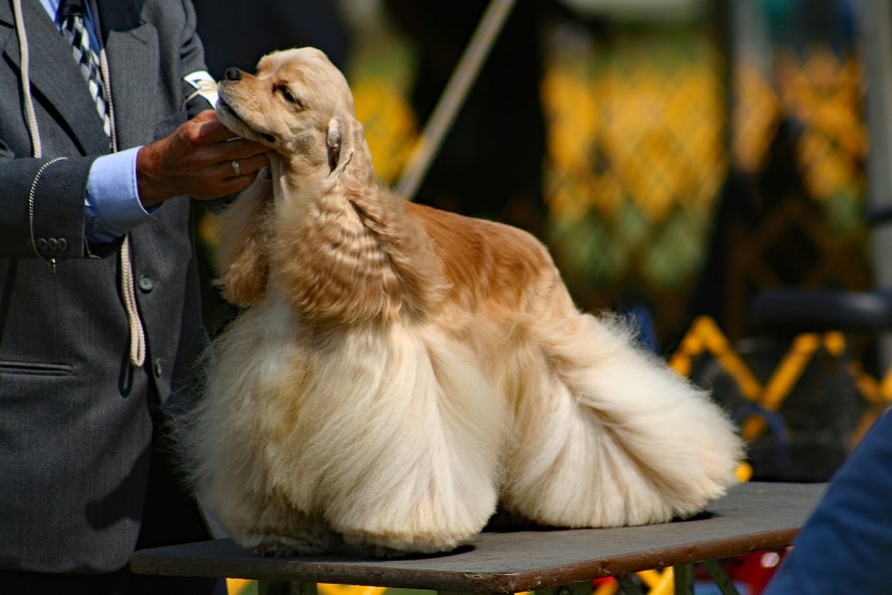 Cocker Spaniel being judged