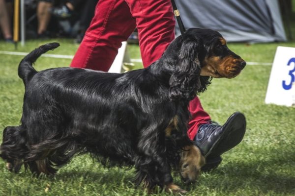 Cocker Spaniel walking with trainer