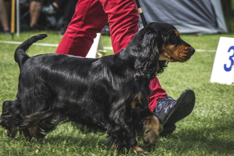 Cocker Spaniel walking with trainer