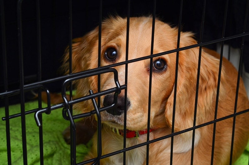 Cocker spaniel pup in her crate