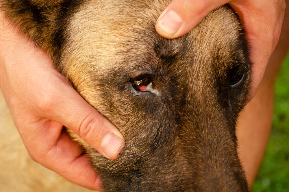 Conjunctivitis of dog's eye with white discharge