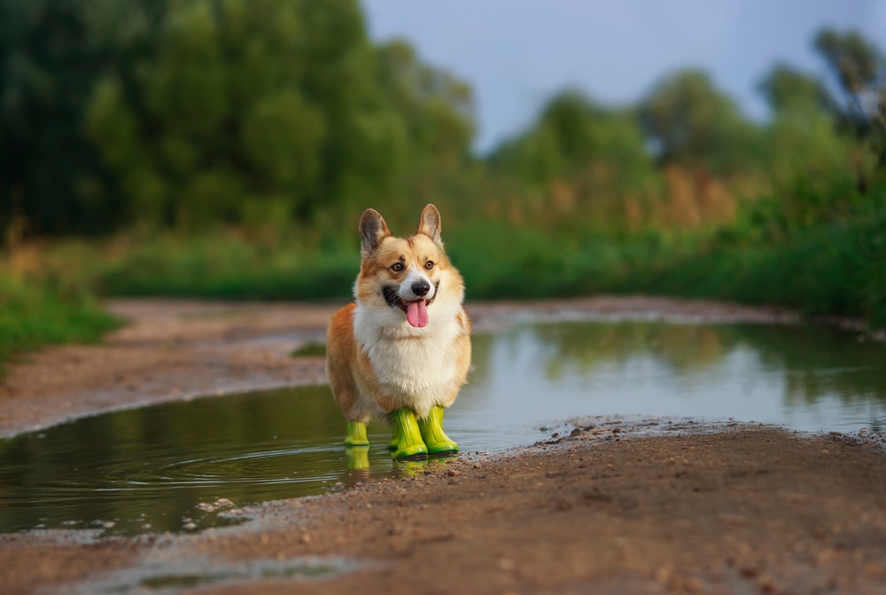 Corgi on a puddle wearing dog boots