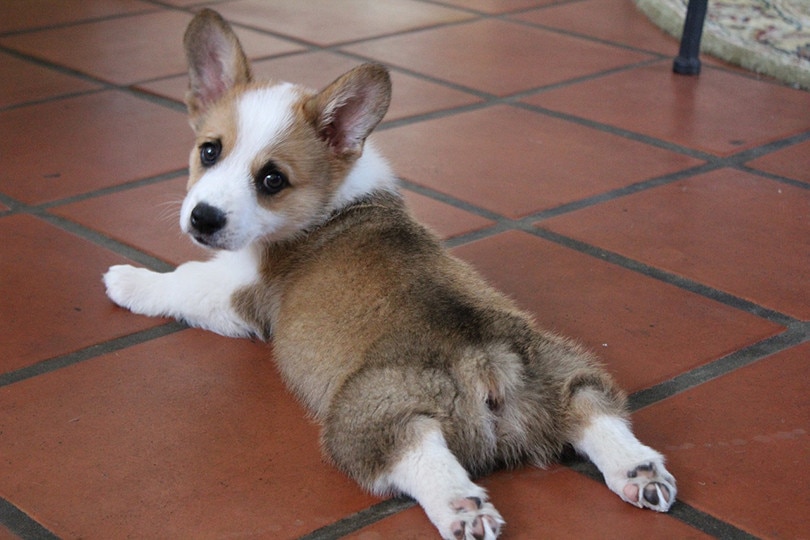 Corgi Splooting