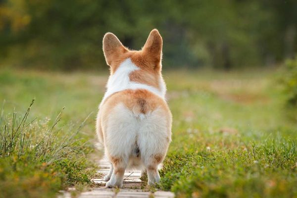 Corgi butt dog pembroke welsh corgi walking outdoor in summer park