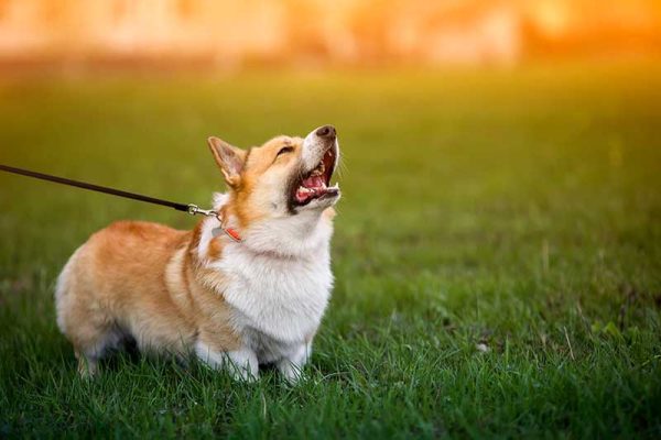 Corgi dog on the green the grass on the leash barks