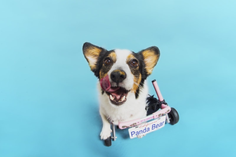 Corgi in a wheelchair