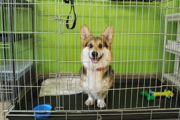 Corgi inside a crate