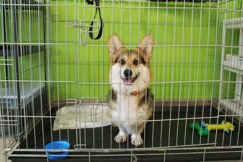 Corgi inside a crate