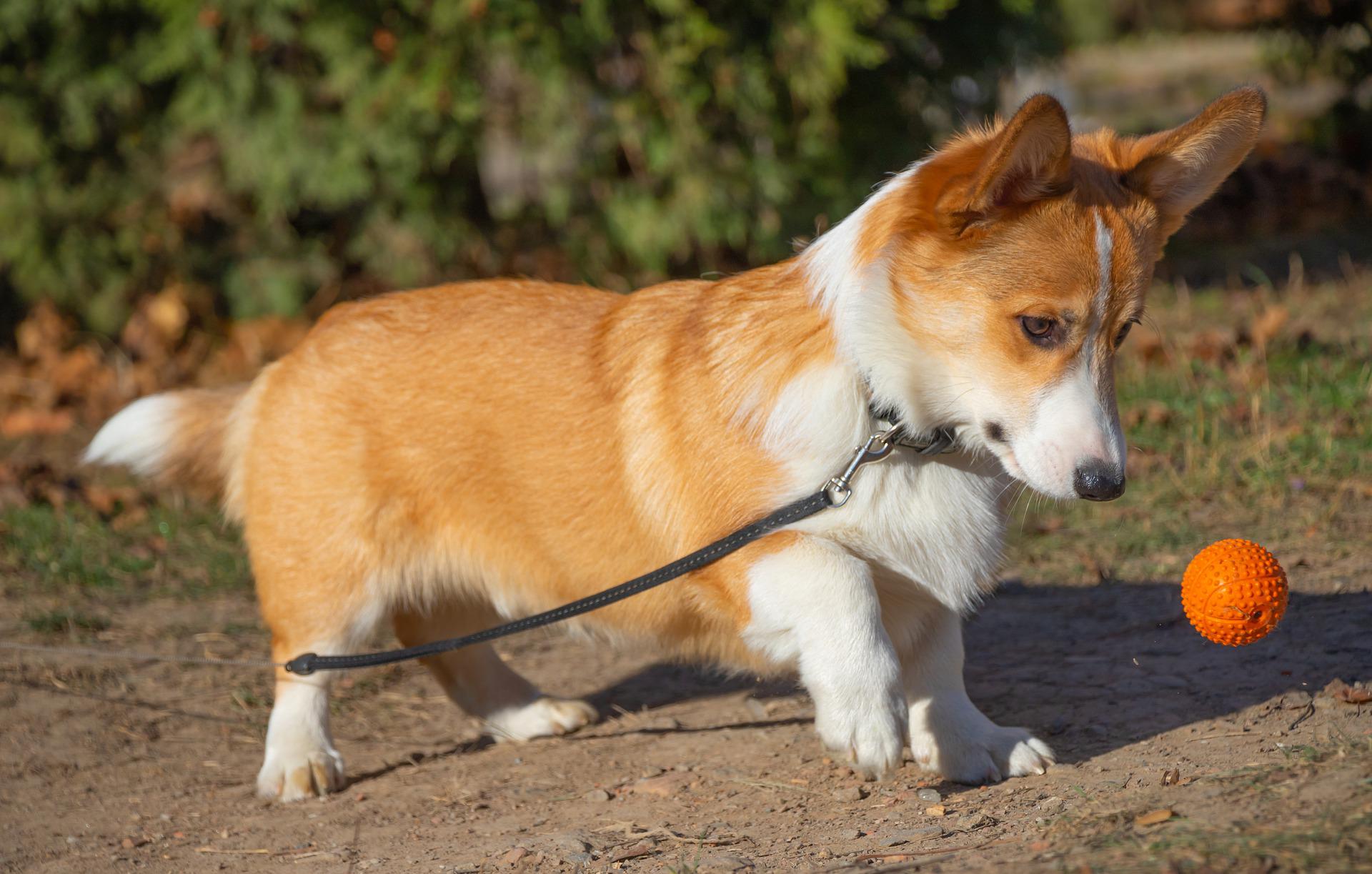 Corgi playing with a ball toy
