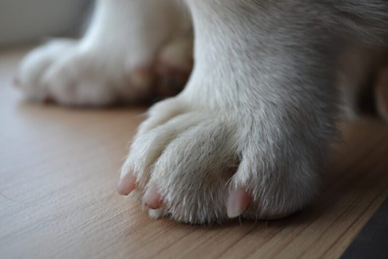 How to Trim Puppy Nails VetApproved StepbyStep Guide Dogster