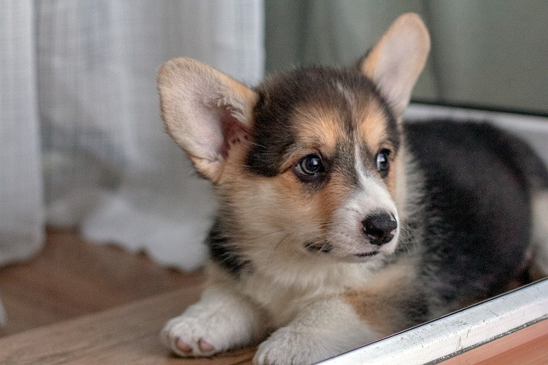 Corgi puppy