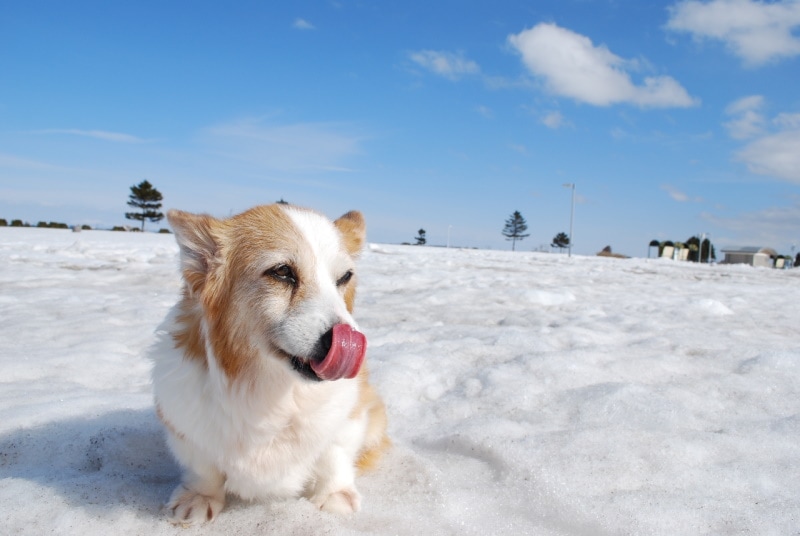 Corgi sitting in the snow