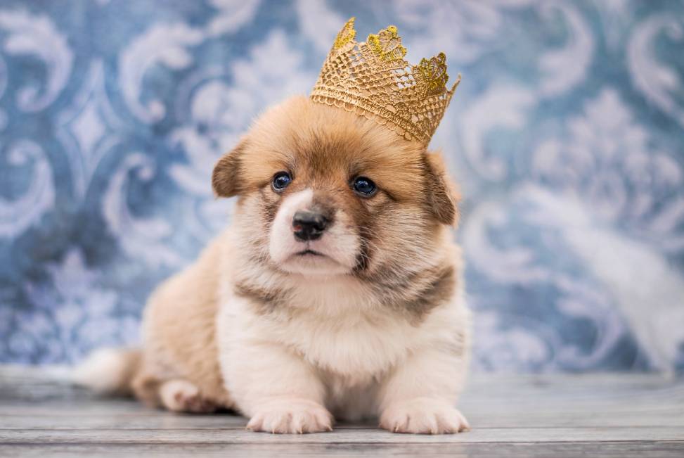 Corkie with crown_Oksamutnaya_Shutterstock