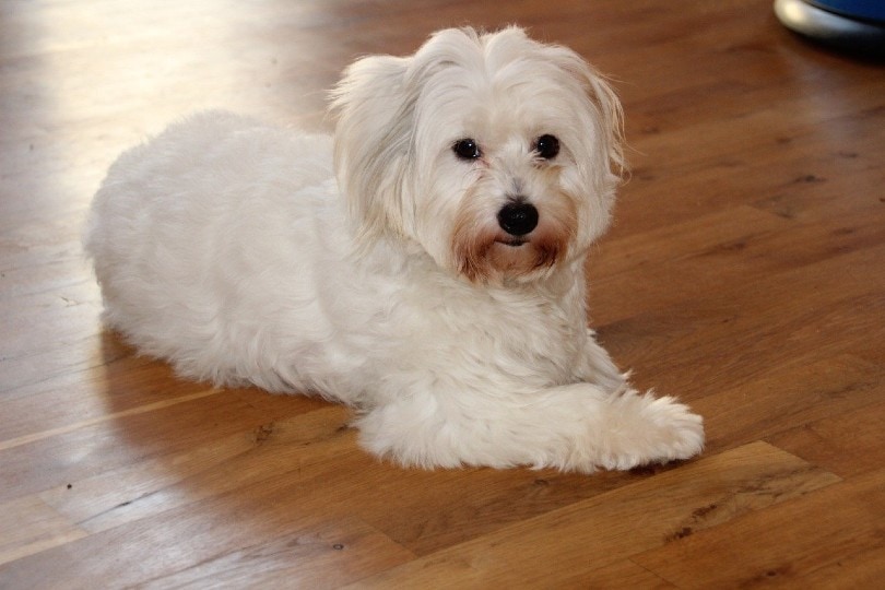 Coton De Tulear