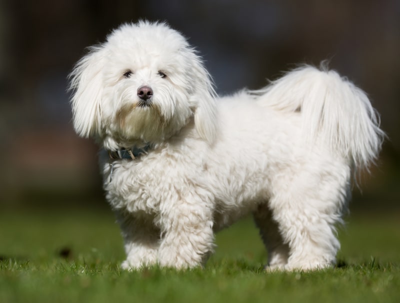 Coton de Tulear dog standing on grass