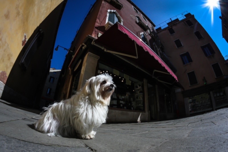 Cotonese dog in the city pavement