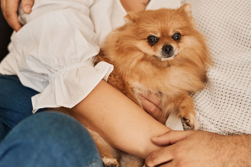 Couple cuddling a Pomeranian dog. Pomeranian spitz dog