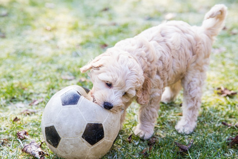 Cream Australian Labradoodle pup playing