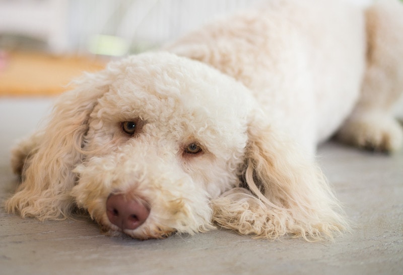 Cream Labradoodle