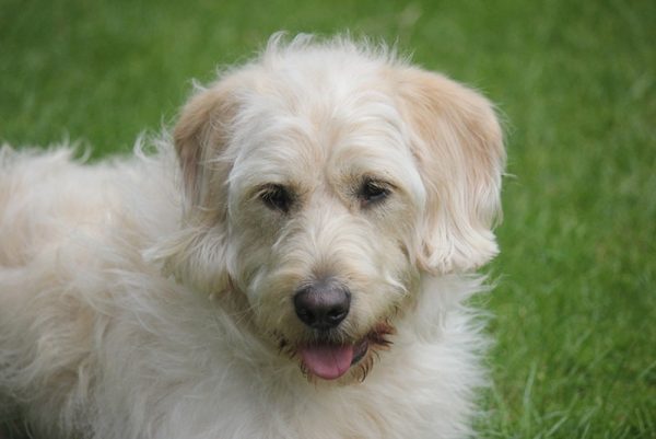 Cream Labradoodle