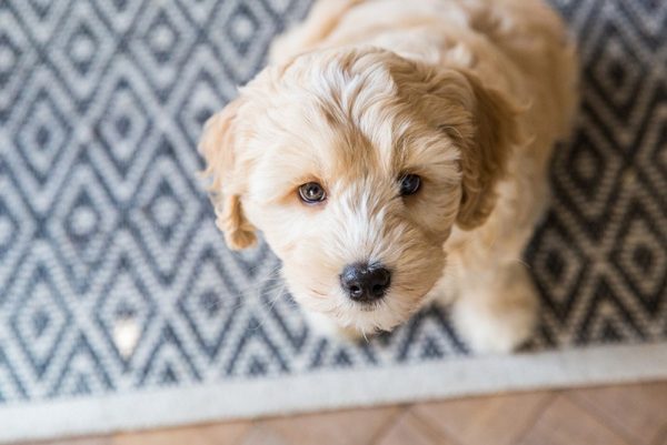 Cream Labradoodle Puppy