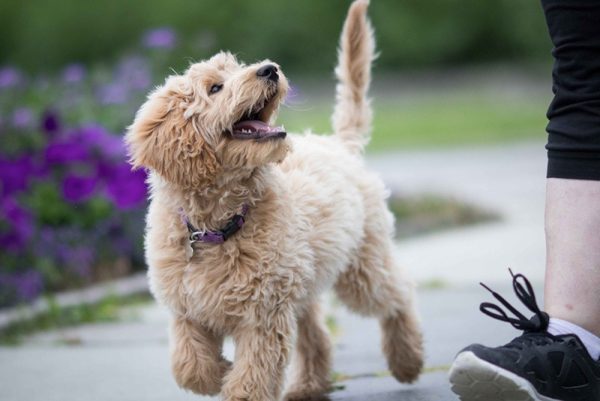 Cream Labradoodle Puppy Walking